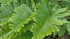 Polypodium macaronesicum azoricum