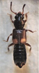 Blediotrogus guttiger