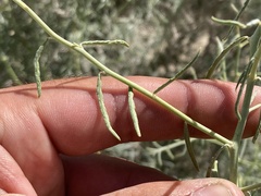 Psorothamnus schottii