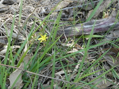 Tricoryne elatior