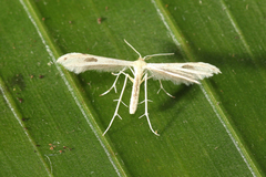 Pterophoridae