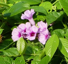 Ipomoea batatas