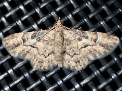 Gymnoscelis lophopus