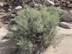 Psorothamnus schottii