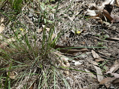 Tricoryne elatior