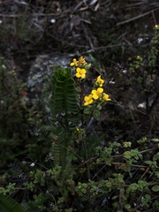 Hypericum mexicanum