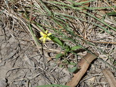 Tricoryne elatior