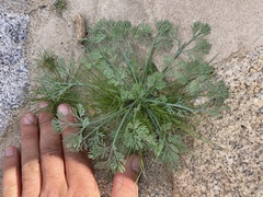 Eschscholzia minutiflora