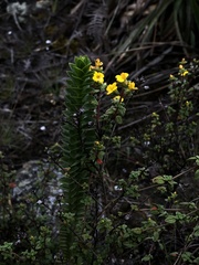 Hypericum mexicanum
