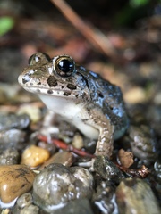 Fejervarya kawamurai