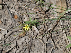 Tricoryne elatior