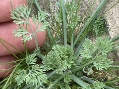Eschscholzia minutiflora