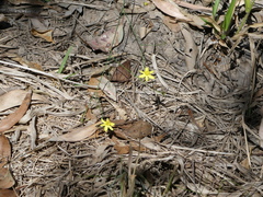 Tricoryne elatior