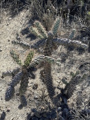 Cylindropuntia prolifera