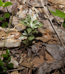 Obolaria virginica
