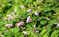 Ipomoea batatas