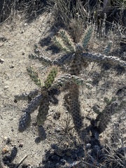 Cylindropuntia prolifera