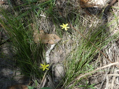 Tricoryne elatior