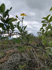 Bidens rubifolia