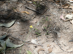 Tricoryne elatior
