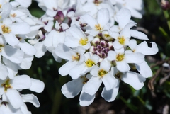 Iberis