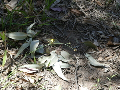 Tricoryne elatior
