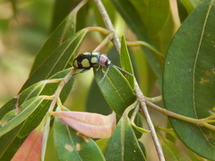 Omophoita octoguttata