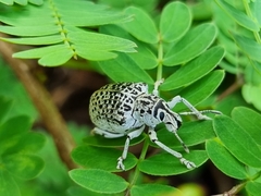 Cydianerus latruncularius