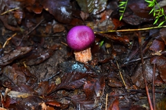 Cortinarius lebre