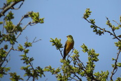 Emberiza hortulana