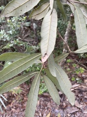 Quercus geminata
