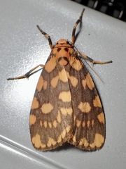 Miltochrista quadrilineata