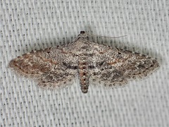 Araeopteron canescens