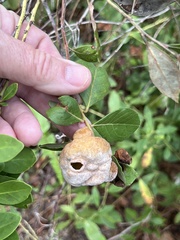 Exobasidium ferrugineae