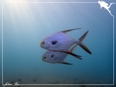 Trachinotus blochii