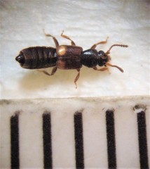 Blediotrogus guttiger