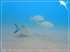 Gnathanodon speciosus