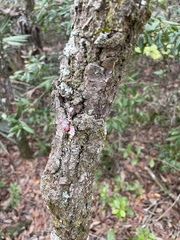 Quercus geminata