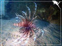 Pterois volitans