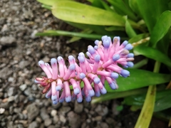Aechmea gamosepala