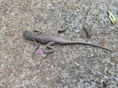 Tropidurus torquatus