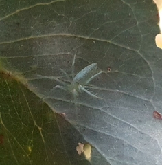 Cetratus rubropunctatus