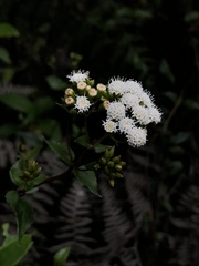 Ageratina gracilis
