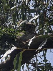 Phascolarctos cinereus victor