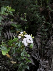 Ageratina gracilis