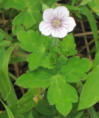 Geranium thunbergii