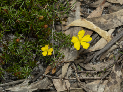 Hibbertia acicularis