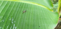 Micrathena sexspinosa