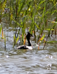 Podiceps cristatus australis