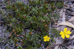 Hibbertia acicularis